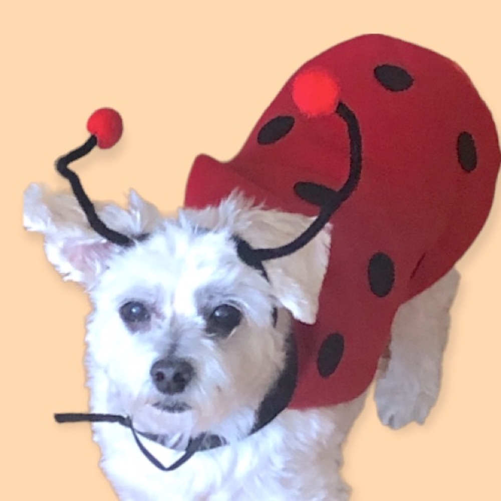 Dog Halloween costume Ladybug costume